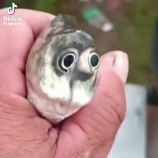 Hey guys wanna go fishing? #memes