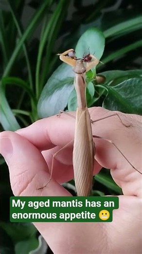 Handfeeding my mantis 2