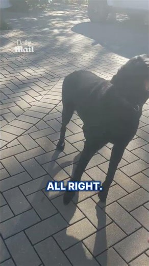 Playful dog refuses to let mailman leave