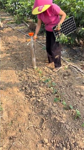 Effortless Seedling Planting: Your Ultimate Agricultural Tool Guide