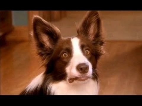 Funny Dogs Scared of Farts - Funny Videos Compilation 2015