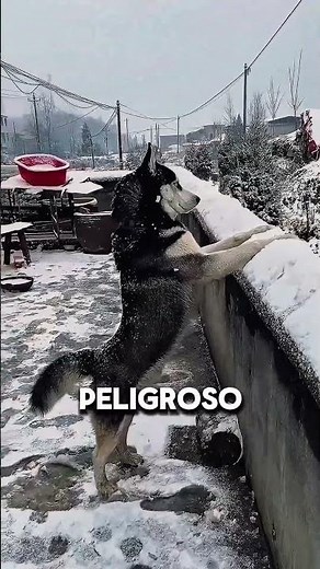 Siberian Husky secrets that no one tells you! 👀