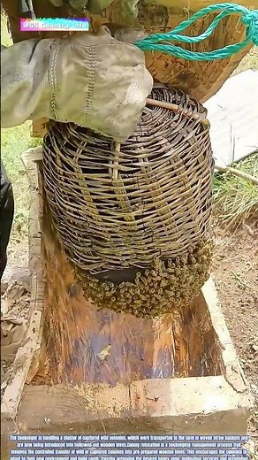 Bees on Fire: How Hive Transfer Transforms Wild Swarms into Managed Honey Producers