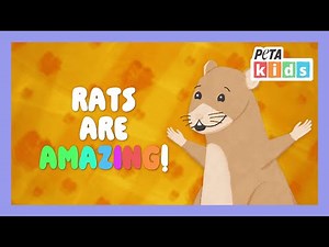 6 Interesting Facts About Rats | Animal Videos | Kids Videos | ‪@PETAKids‬