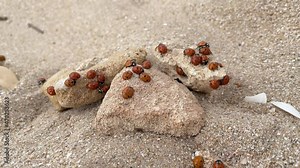 group of ladybugs on rocks sand on the beach. Anomaly. Lot of ladybugs crawl together