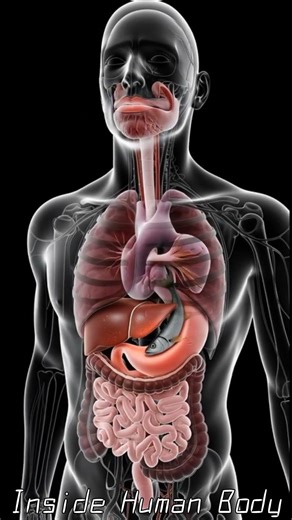 What Happens Inside Your Body When You Eat Too Much Fish? 🐟#viral #1million #shortsfeed #science