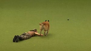 Amazing Dog Performs CPR, Squats and Press Ups in Heelwork To Music Routine | 365bodybuilding