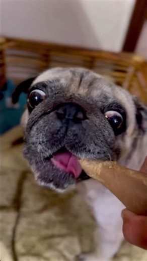 Hasna mana hai 🤣 Hilarious pug #funnydogs #dogshorts #funnyshorts #pets