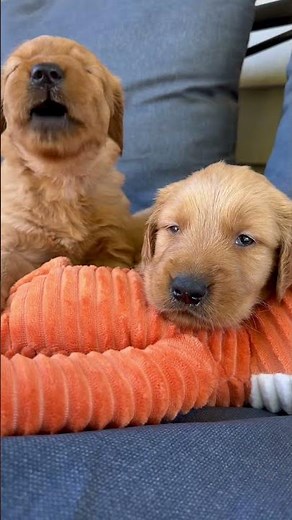 Puppies come outside to smell the fresh air, brother and sister golden retriever puppies