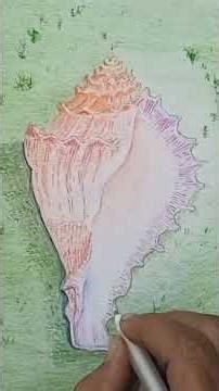 seashell colour pencil drawing #colour #pencil #drawing#shankh