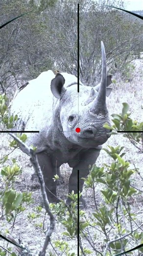 Rhino hunting | Caccia al rinoceronte | Neushoornjacht