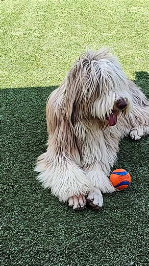 Fergus Franklin MacLeod (@the_fine_life_of_fergus)’s videos with original sound - Fergus Franklin MacLeod