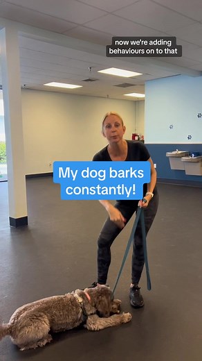 How to Stop Your Dog's Constant Attention Barking: A Training Guide