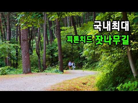 50 Minutes From Seoul: The Largest Pine Nut Forest Trail for Healing Walks | Day Trip | Public Tr...