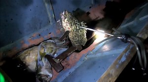 58K views · 2.1K reactions | Night Spearfishing in Mindoro | Fishing Brothers PH | Facebook