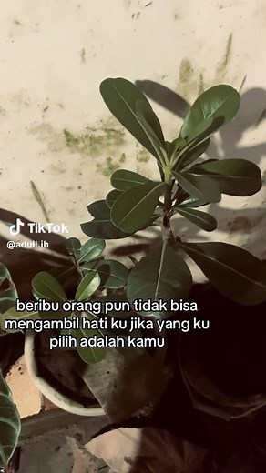 Beribu Orang Tak Bisa Mengambil Hatiku Jika yang Ku Pilih Adalah Kamu