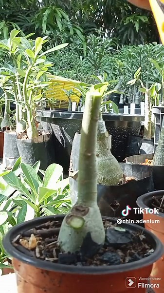 Adenium grafting #adeniumlovers #adenium