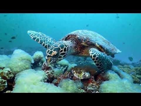 Hawksbill Turtle: The Ocean's Majestic Gem