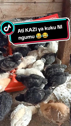 KAZI ya kuku SI ngumu...ninkama Tu KAZI ingine yoyote...and ANYONE can do it including You!! #kukuwakienyeji #kukukienyeji #nyumbayakuku #ufugajiwakukukienyeji #ukulimawakukukienyeji #chicktok #chickentok #poultryhouseidea #poultryhousedesignideas #poultryhouse #poultryfarmingkenya #poultryfarmingbusiness #poultryfarming #chickenhouse