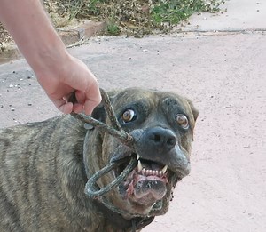 How To Stop Your Cane Corso Puppy Biting (Facts Explained) - Cane Corso Dog Owner