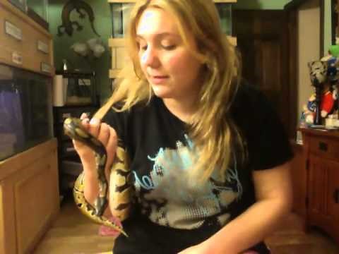 Cornsnake or Ball Python?