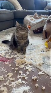 Cat Snitches on Guilty Dog Caught on Camera