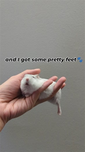 小白吃 ._. 🐹 on Instagram: "Perfect ham figure😂🐾 . . . #dwarfhamster #hamster #hamstermodel #igpet #petlover"