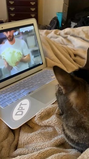 Milo The Chonk on TikTok