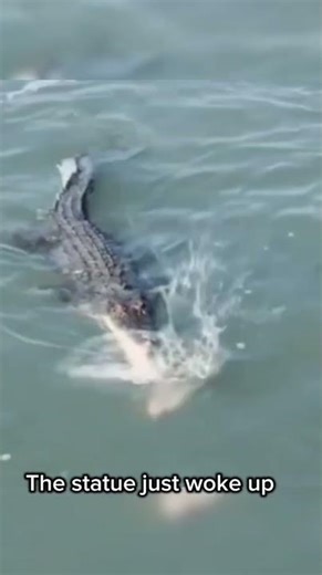 How fast is a crocodile's bite 2026? feeding the dinosaur #shorts