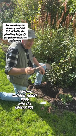 #add WEB-SHOP . https://pergolanurseries.ecwid.com Plant from now DAFFODIL MOUNT HOOD ..(pure white)..for an early display in spring. Available in WEBSHOP https://pergolanurseries.ecwid.com ALL IRELAND DELIVERY 🚚 32 Counties Pergola Nurseries Garden Corner, Virginia, Co Cavan “A gardeners oasis of quality plants “ Open Tuesday to Saturday 10.3-5 Open Sundays 2-5 #fyp #grow #gardenideas #gardening | Pergola Nurseries Garden Corner