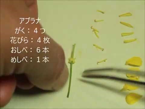 小学５年 理科 花のつくり（アブラナ他）