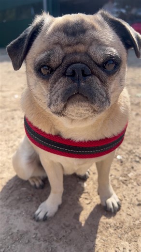 Exploring #pug #pugsoftiktok #dogsoftiktok