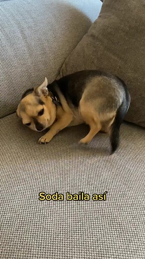 Chihuahua Dancing Compilation: Mueve la Colita