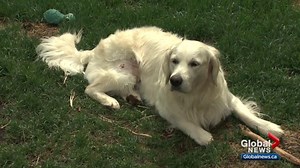 Edmonton dog owners report beaver attacks