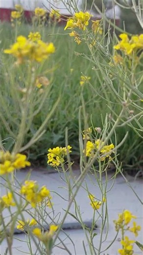 🌼 Beautiful Wildflowers in Nature | Relaxing Garden View