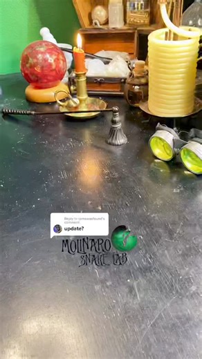 126K views · 1.7K reactions | First sheds are always exciting! #reels #shed #snake #biology #animals #reptiles | The Molinaro Snake Lab | Facebook