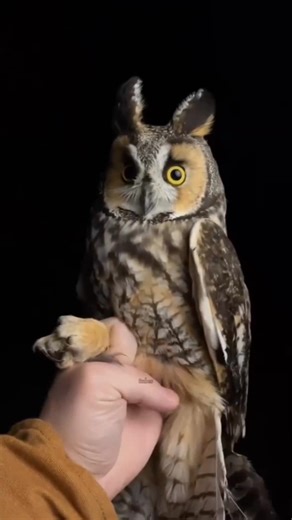 Owls Don’t Move Their Eyes… Here’s the SHOCKING Reason Why #owlfacts