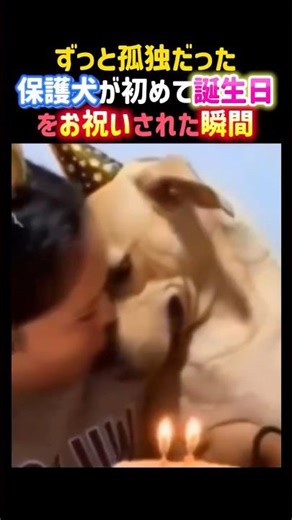 The moment a rescue dog who had always been lonely celebrated his first birthday 😭