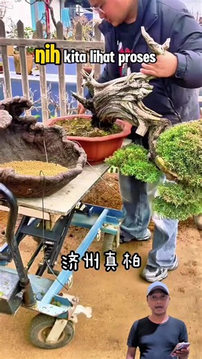 Cara ganti media bonsai cemara #bonsai #tree