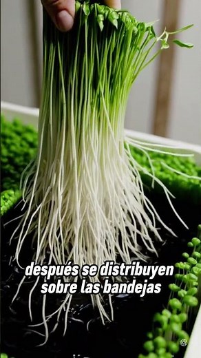 🌱 Forraje Verde Hidropónico (Paso a Paso) | 2025