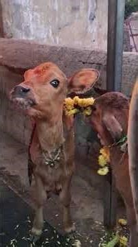 Friday Gho pooja 9.1.26