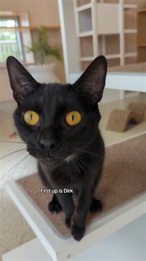 23K views · 7K reactions | Happy Caturday  #marl #animalshelter #rescuecat | Michigan Animal Rescue League | Facebook