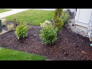 Dwarf English Laurel / Prunus laurocerasus 'Schipkaensis'