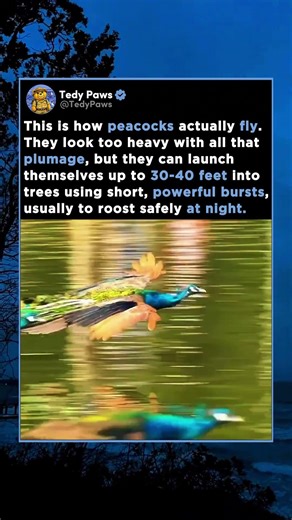 This is how peacocks actually fly. They look too heavy with all that plumage, but they can