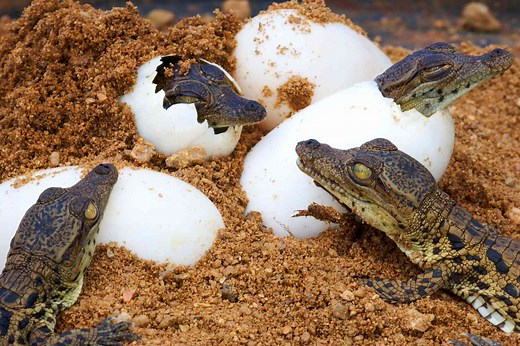 Amniotes: Innovators of the Quadruple-Membraned Egg