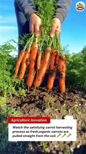 Amazing Carrot Harvesting Process | Fresh Organic Carrots from Farm 🥕🌱