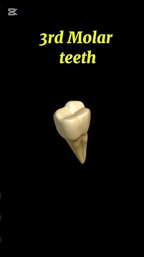 3rd Molar teeth #anatomy #1millionviews #3danimation #dentist #viralvideo