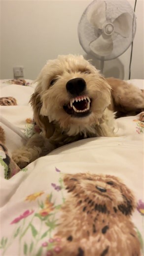 Guilty Dog Behaviors That Will Make You Laugh