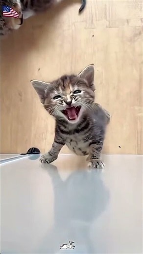 Funny cat videos! Cute cats! Try not to laugh! Cat videos Compilation🫢#funny #shorts #cat