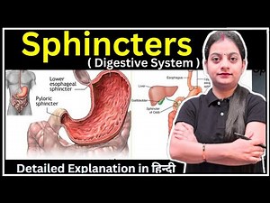 Sphincters in Digestive System | Anatomy and Physiology |GNM | Bsc.Nursing | Varsha Nursing Academy